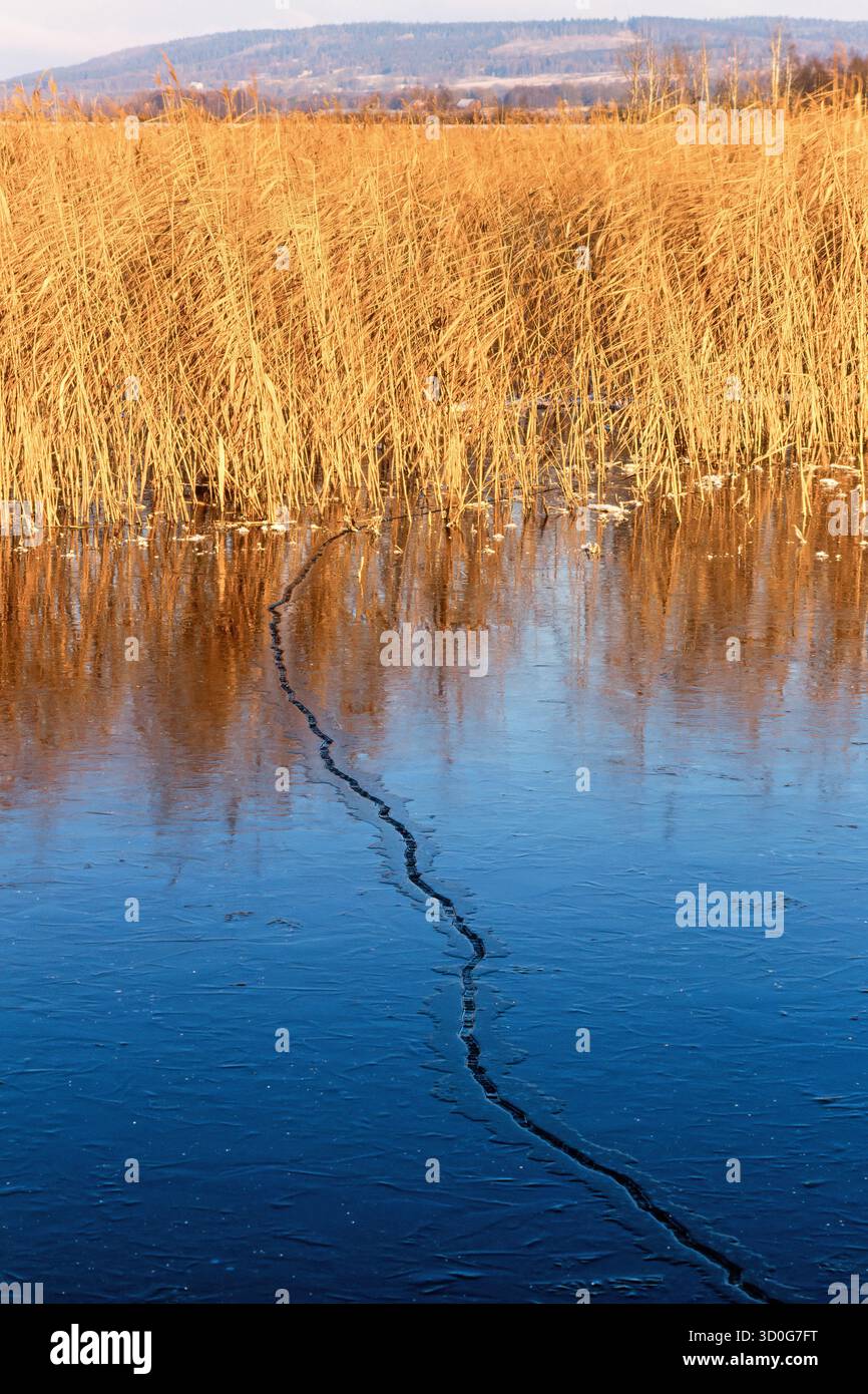 Craquez dans la glace sur un lac avec des roseaux un jour froid d'hiver Banque D'Images