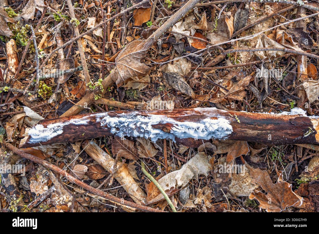 Glace de cheveux sur bois mort sur le sol de la forêt Banque D'Images
