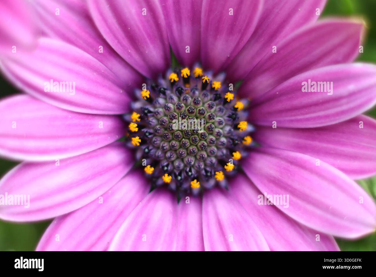 Photo macro extrême d'une tête de fleur de marguerite violette et de pollen Banque D'Images