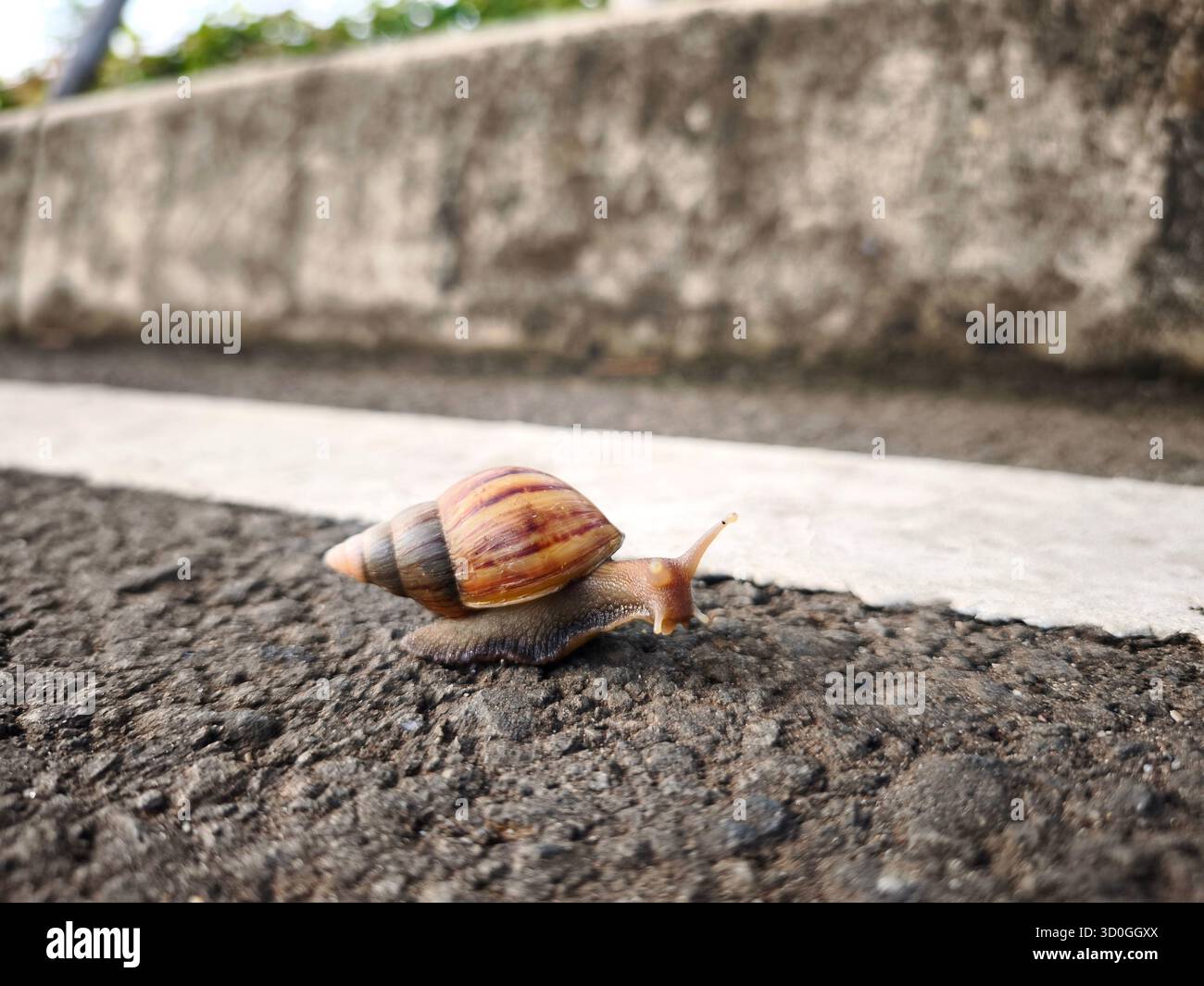 un escargot marche sur l'asphalte à côté de la ligne blanche qui marque le bord de la route Banque D'Images
