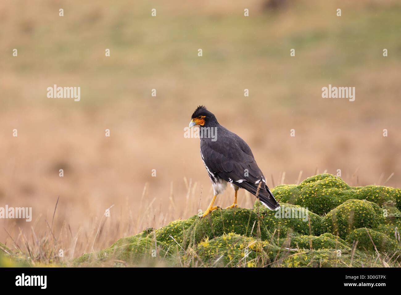 Caracara caronculé (Phalcoboenus carunculatus) debout sur un sol mousselé dans les hautes páramo d'Antisana, Équateur. Banque D'Images