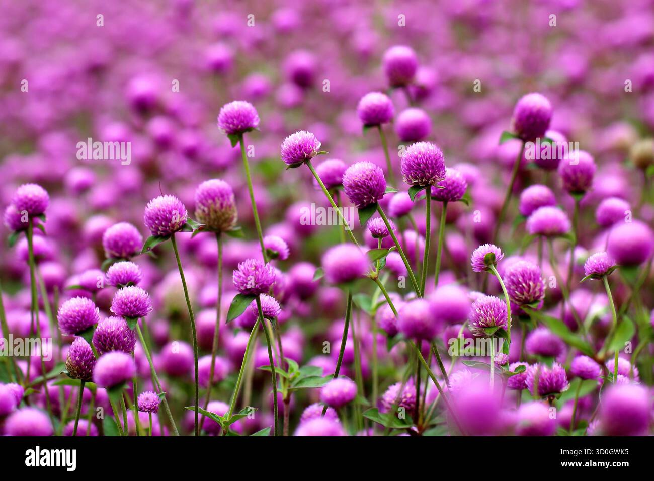 Acheter globe amarante fleur champ violet fleurs gomphrena globosa Banque D'Images