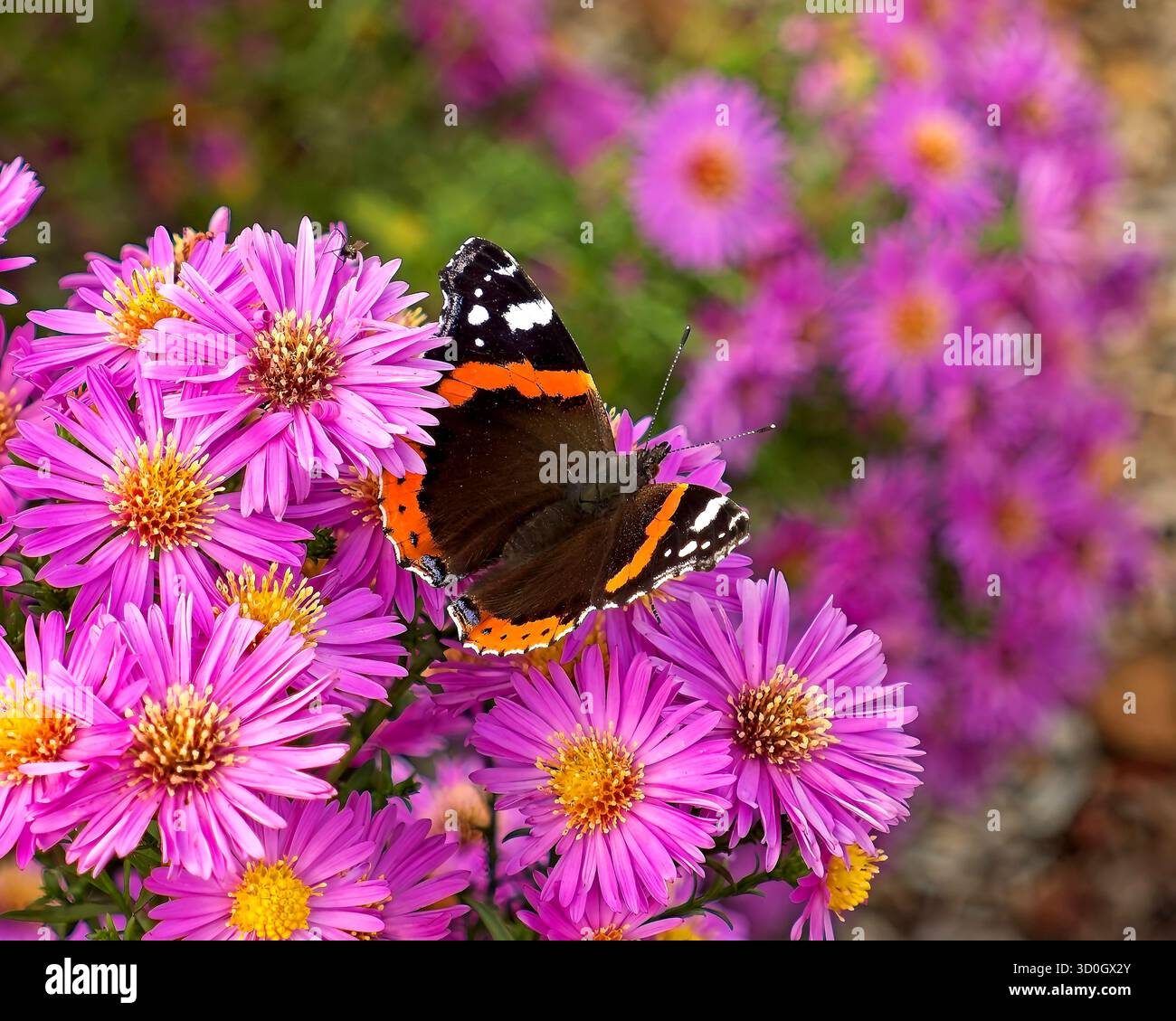 Papillon amiral rouge sur les fleurs d'aster pourpre jardin nature sauvage Banque D'Images