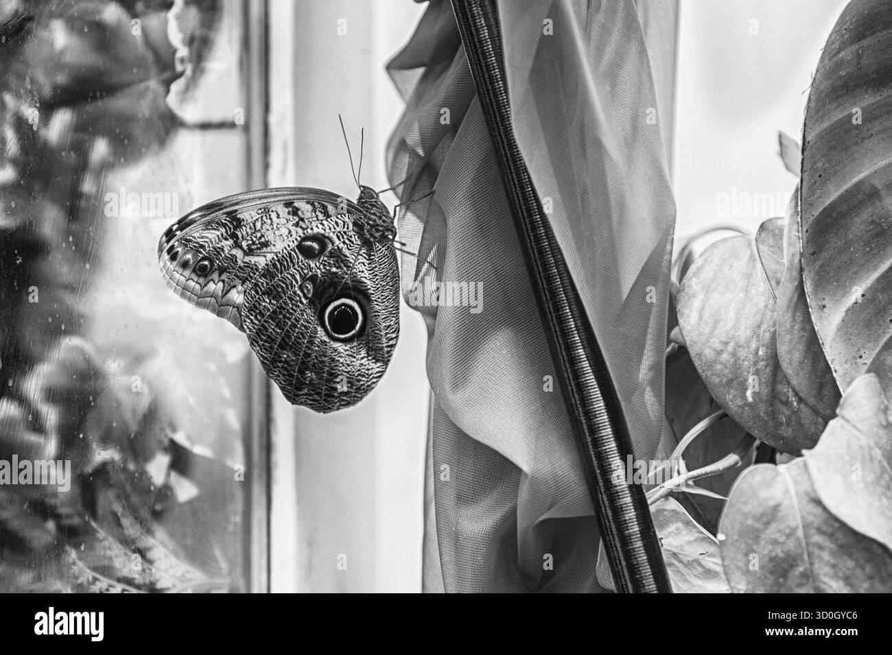 Owl butterfly, genre Caligo, est un papillon tropical souvent trouvés dans les forêts tropicales et les forêts secondaires du Mexique, Amérique Centrale et Amérique du Sud Banque D'Images