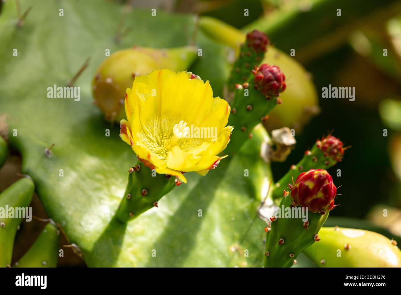Un cactus de barbarie fleuri, qui appartient au genre Opuntia Banque D'Images