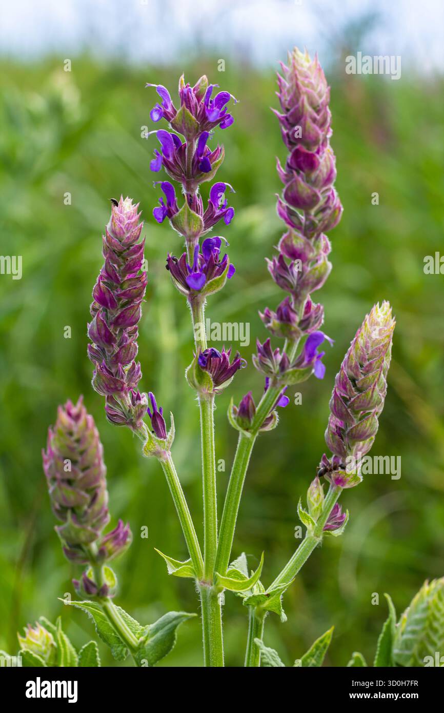 Salvia nemorosa, sauge forestière, belle couleur vive, fleurs bleu violet en fleurs, muscadine fleurs ornementales dans le jardin. Banque D'Images