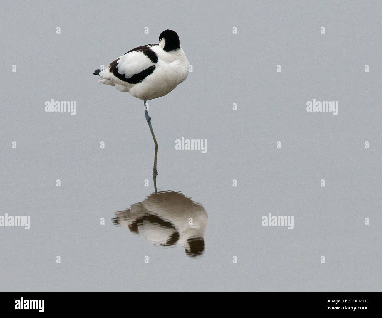 Avocet debout sur une jambe avec la tête tournée en position de repos et une bonne réflexion en eau calme et libre Banque D'Images