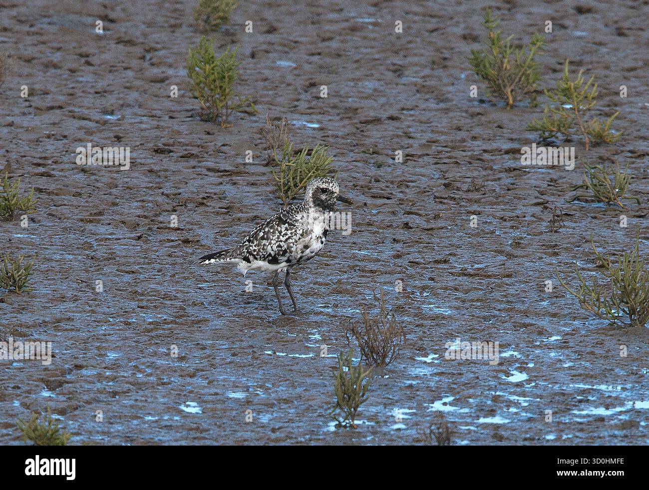 Single Grey Plover debout dans la partie centrale de l'image de style paysage sur des vasières avec un peu de végétation dans une bonne lumière et une vue dégagée Banque D'Images
