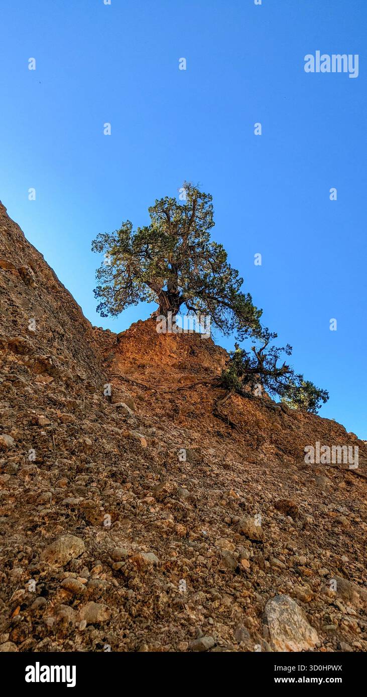 un arbre isolé poussant sur une crête rocheuse abrupte sous un ciel bleu profond - symbole de résilience et de survie dans un paysage aride et rude - Image de stock capturée avec un smartphone