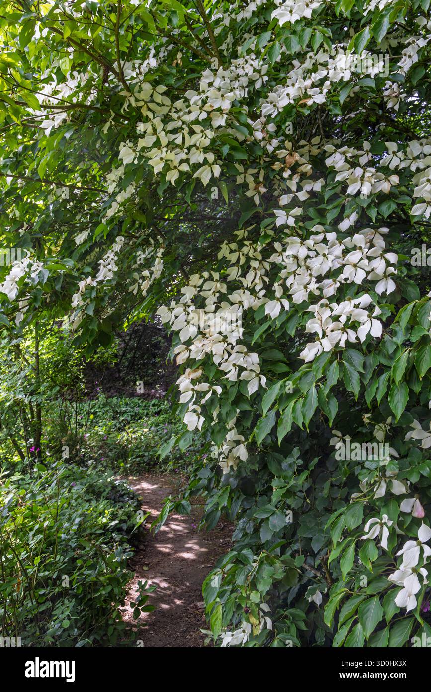 Vue panoramique sur le magnifique canard japonais (Cornus kousa) dans le jardin botanique de haute Bretagne au Chatellier en France Banque D'Images