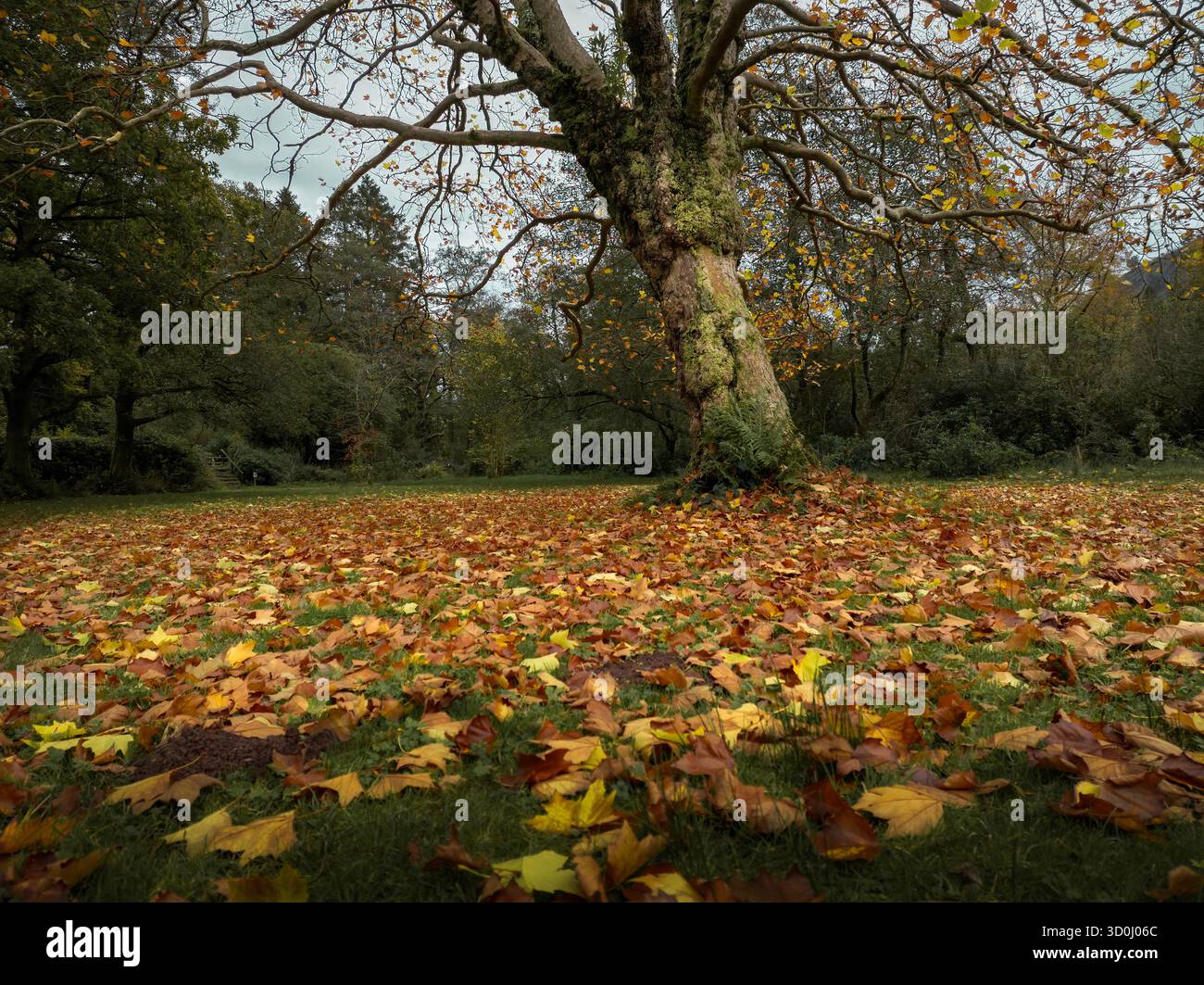 Les feuilles tombées d'automne entourent la base d'un arbre à la fin de la saison. Banque D'Images