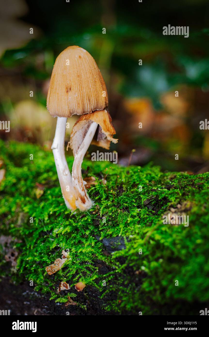 Un champignon pousse sur une bûche moussue dans une forêt. Banque D'Images
