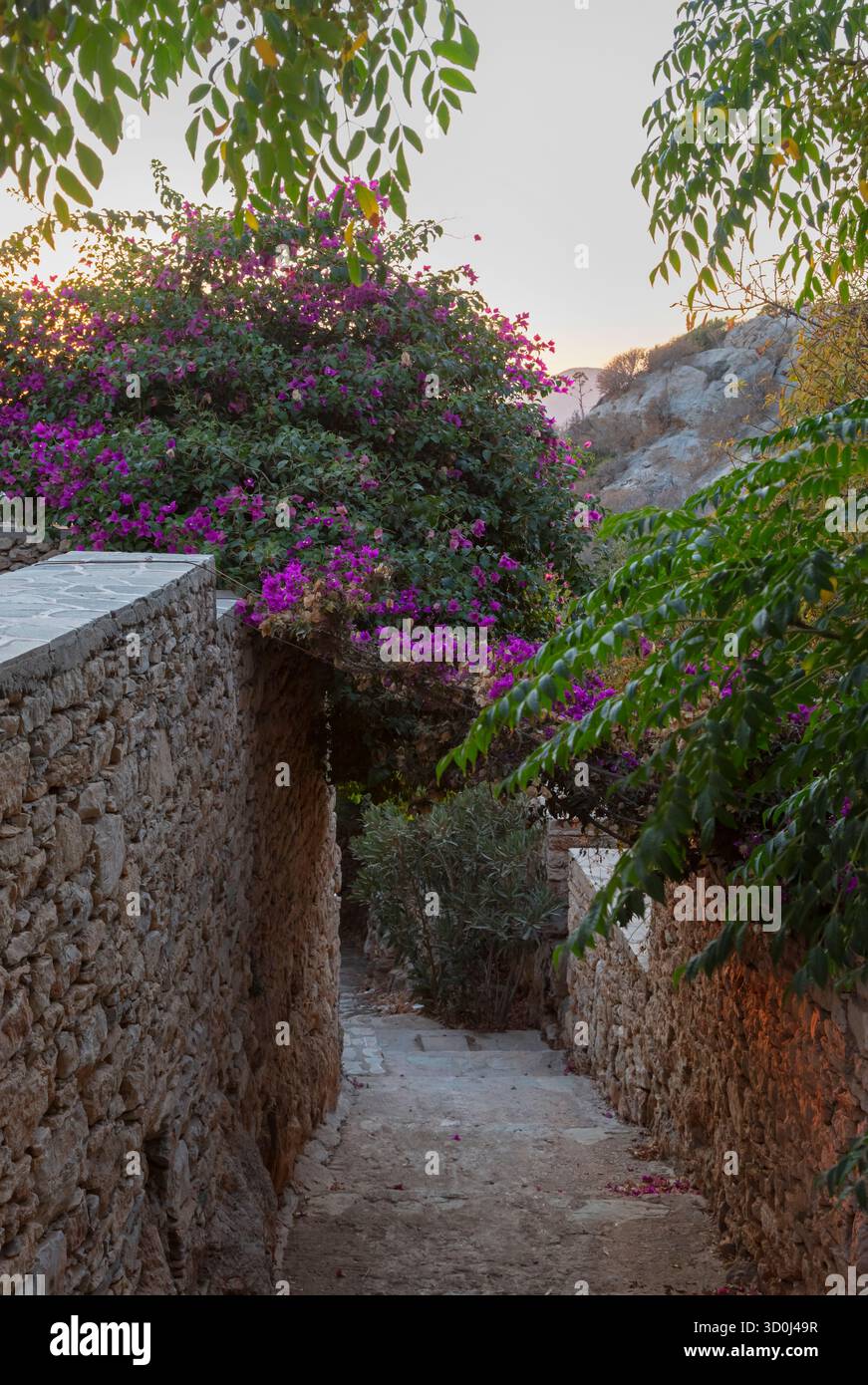 Promenade en pierre et bouganvilliers dans le village de Chora - Folegandros île, îles Cyclades, Grèce Banque D'Images
