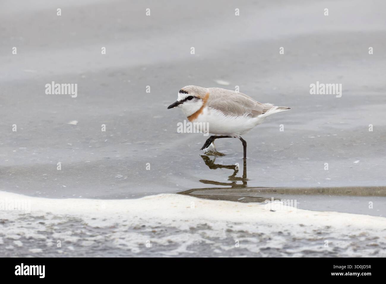 Pluvier à bandes de châtaigniers à Walvis Bay Namibie Banque D'Images