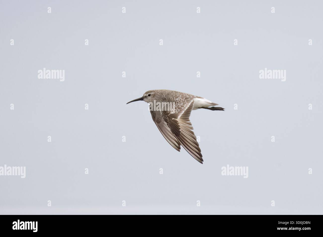 Curlew Sandpiper en vol à Walvis Bay Namibie au printemps Banque D'Images