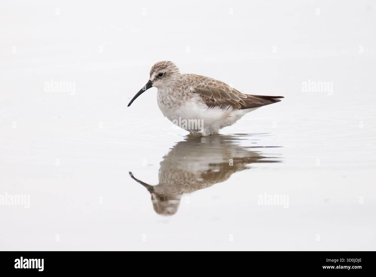 Curlew Sandpiper à Walvis Bay Namibie au printemps Banque D'Images