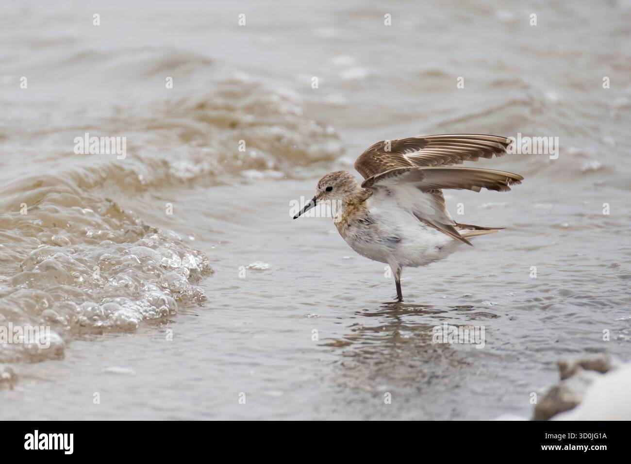 Petit séjour à Walvis Bay Namibie au printemps Banque D'Images