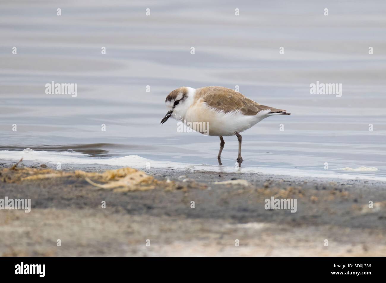 Pluvier à fronts blancs à Walvis Bay Namibie Banque D'Images