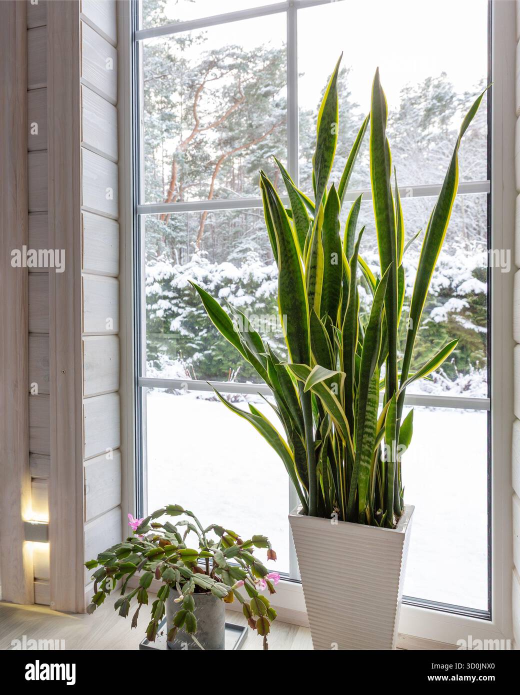 Plante de serpent sansevieria et cactus de Noël en fleurs sur le rebord de la fenêtre avec vue sur la forêt enneigée, intérieur d'hiver confortable à la maison, style de vie écologique vert, festif Banque D'Images