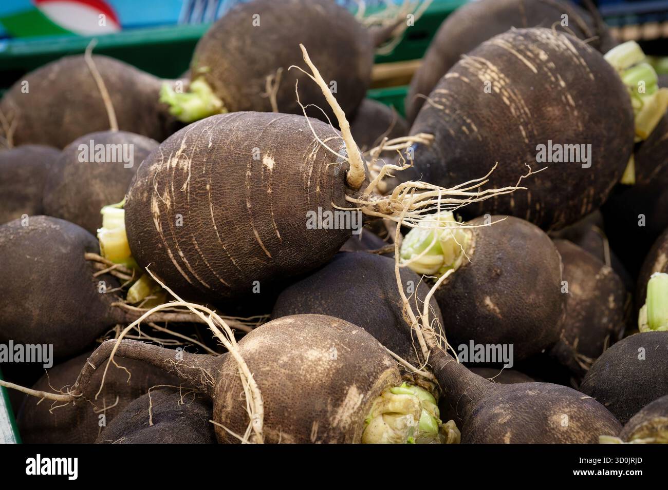 Un gros plan détaillé d'un grand tas de radis noirs espagnols fraîchement récoltés, montrant leur peau foncée et leurs racines fibreuses, offert à la marque des agriculteurs Banque D'Images