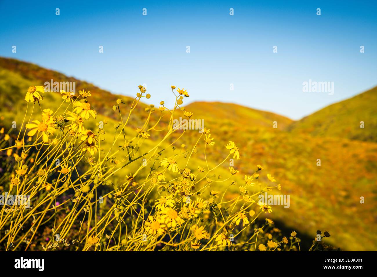 Les champs aurifères de Californie (Lasthenia californica) fleurissent sur fond de Walker Canyon dans le comté de Riverside, en Californie, avec un rare Poppy Supe Banque D'Images
