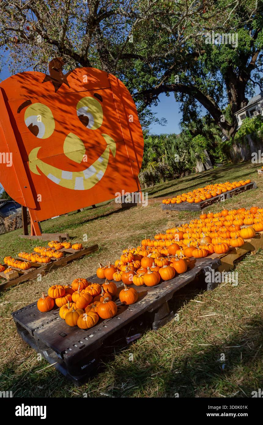 Les citrouilles miniatures sont alignées pour la vente sur des palettes en bois, Oct. 25, 2024, à Mobile, Alabama. Banque D'Images