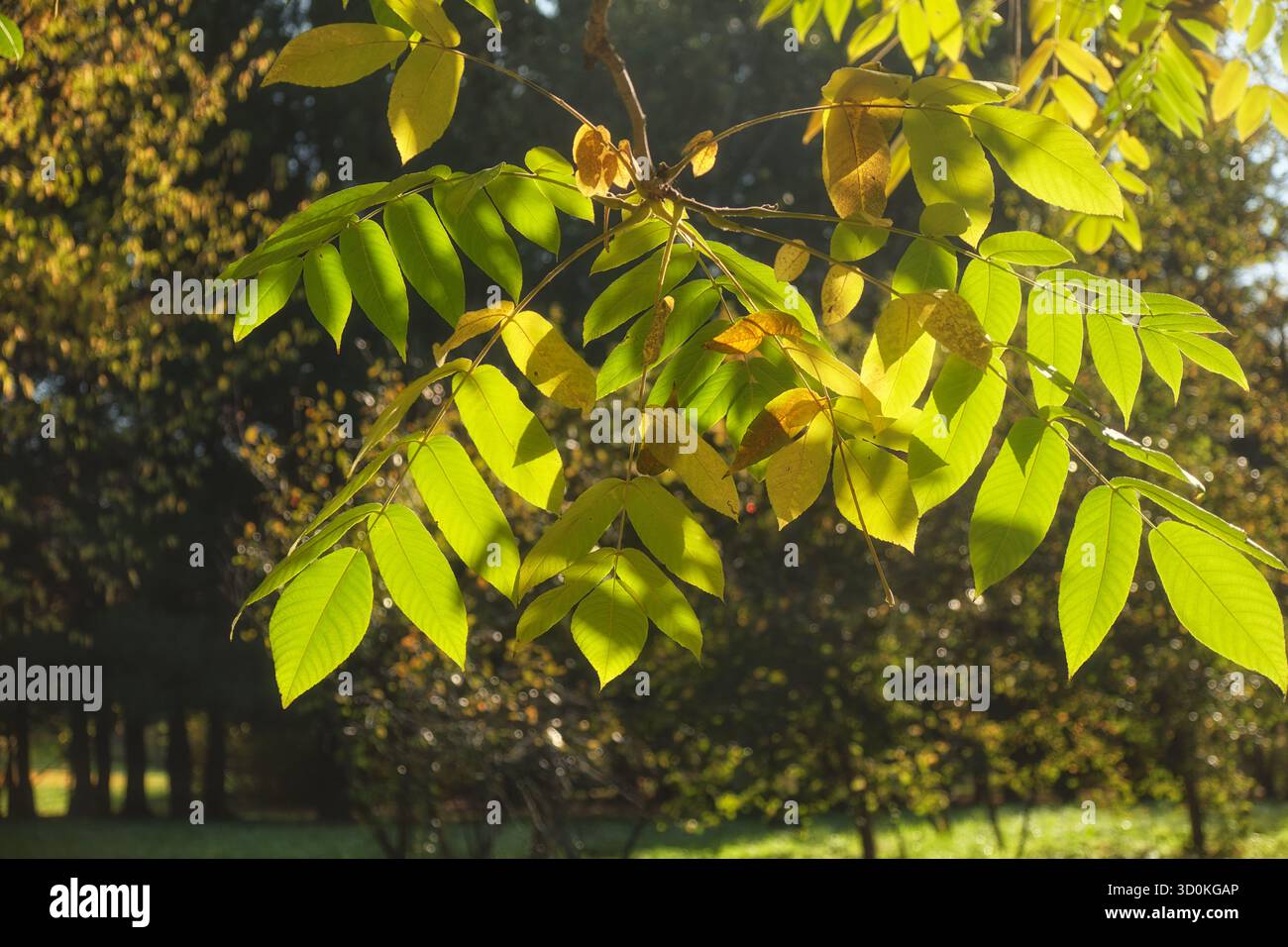 Feuilles jaunes d'automne de noix de Mandshurian (Juglans mandshurica, noix de singe ou tigernut), en contre-jour. Banque D'Images
