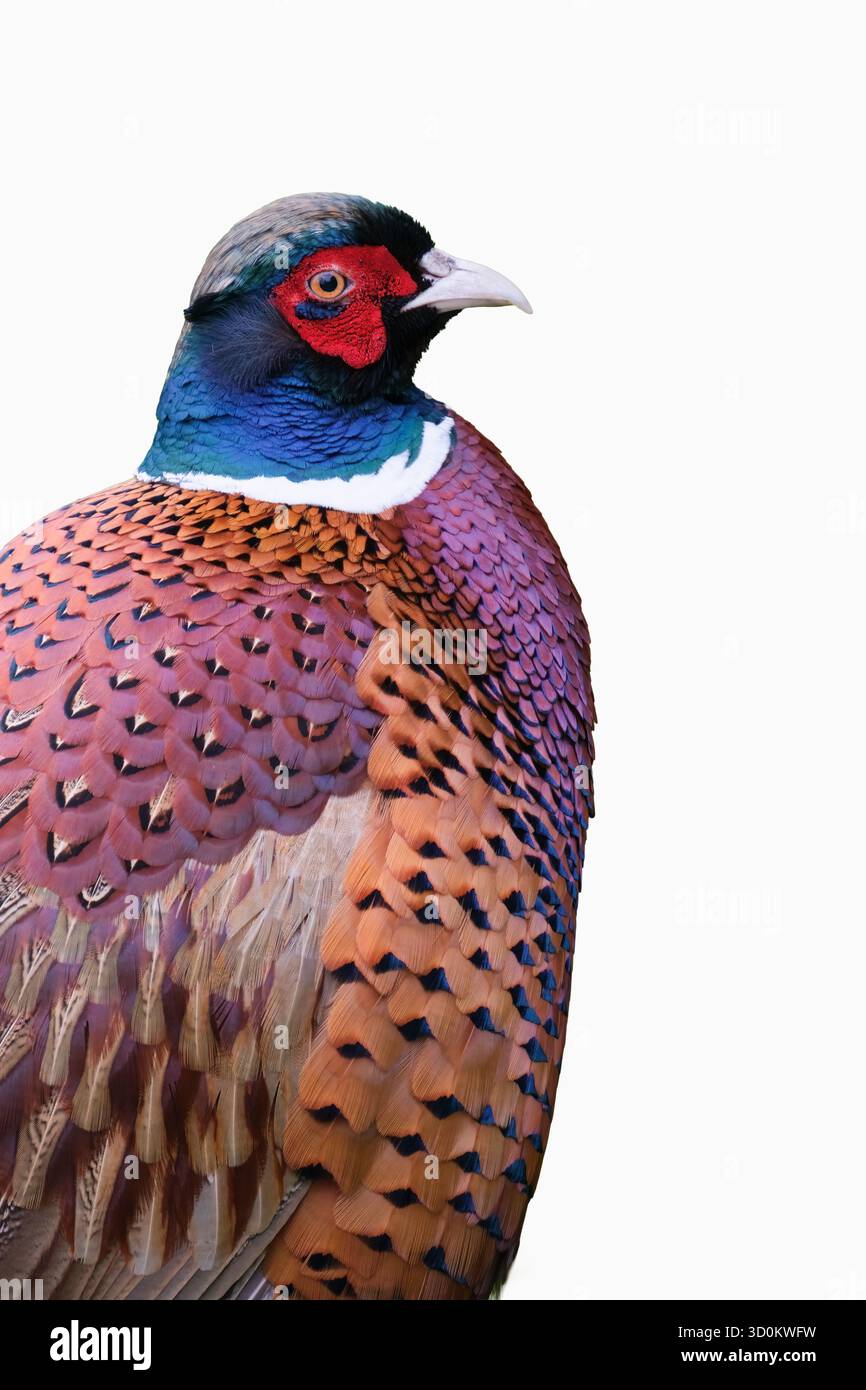 faisan commun, faisan à col annulaire, faisan à tête bleue, portrait découpé d'oiseau mâle, vue de côté Banque D'Images