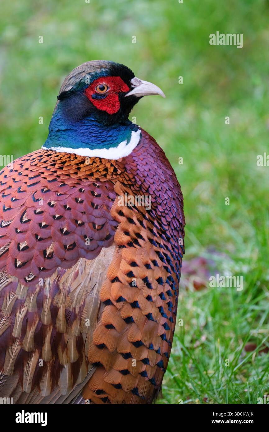 faisan commun, faisan à col annulaire, faisan à tête bleue, portrait d'oiseau mâle, vue de côté Banque D'Images