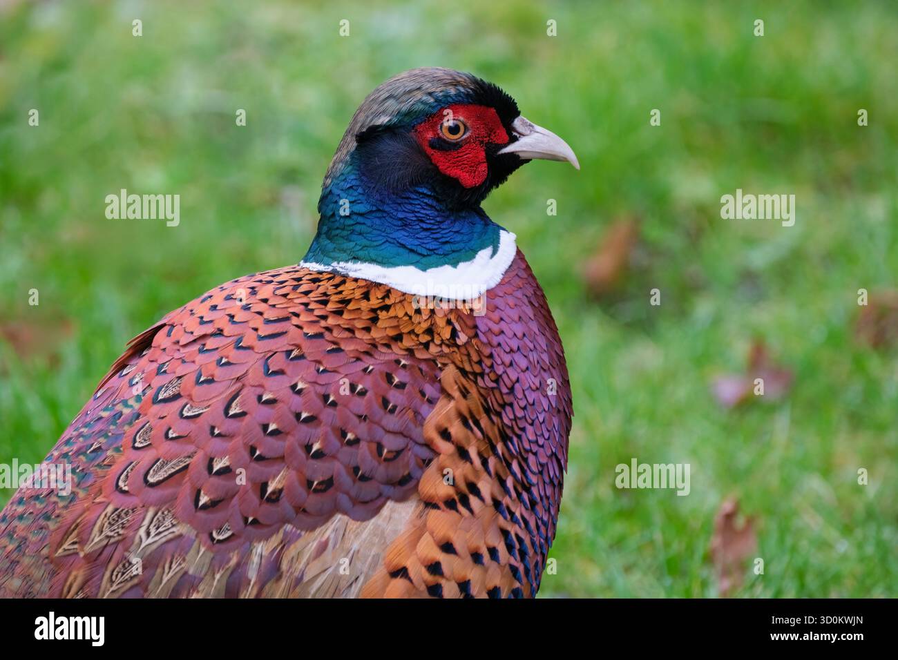 faisan commun, faisan à col annulaire, faisan à tête bleue, portrait d'oiseau mâle, vue de côté Banque D'Images