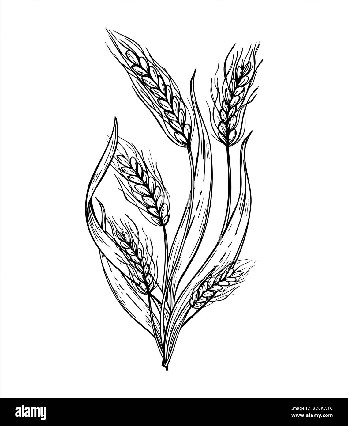 Bouquet vectoriel monochrome d'oreilles de blé mûres peintes par des encres noires. Dessin de gravure en épillets de prairie ou de champ. Récolte d'automne dessin au trait noir et blanc Illustration de Vecteur