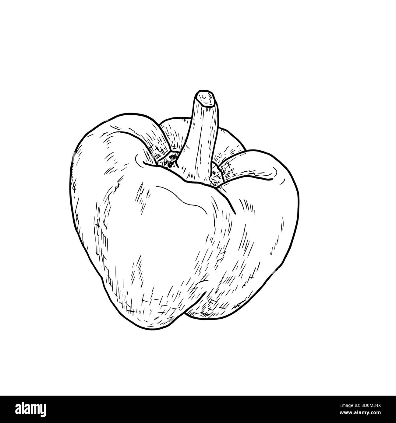 Poivron, dessin simple, croquis noir et blanc. Illustration vectorielle. Légumes frais de la ferme, isolés sur un fond blanc. Le thème de la santé Illustration de Vecteur