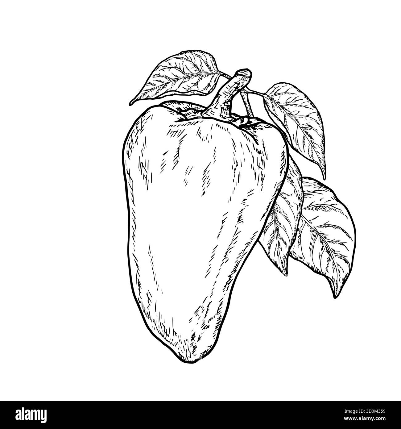Poivron et branche avec des feuilles, dessin simple, croquis noir et blanc. Illustration vectorielle. Légumes frais de la ferme, isolés sur fond blanc. T Illustration de Vecteur