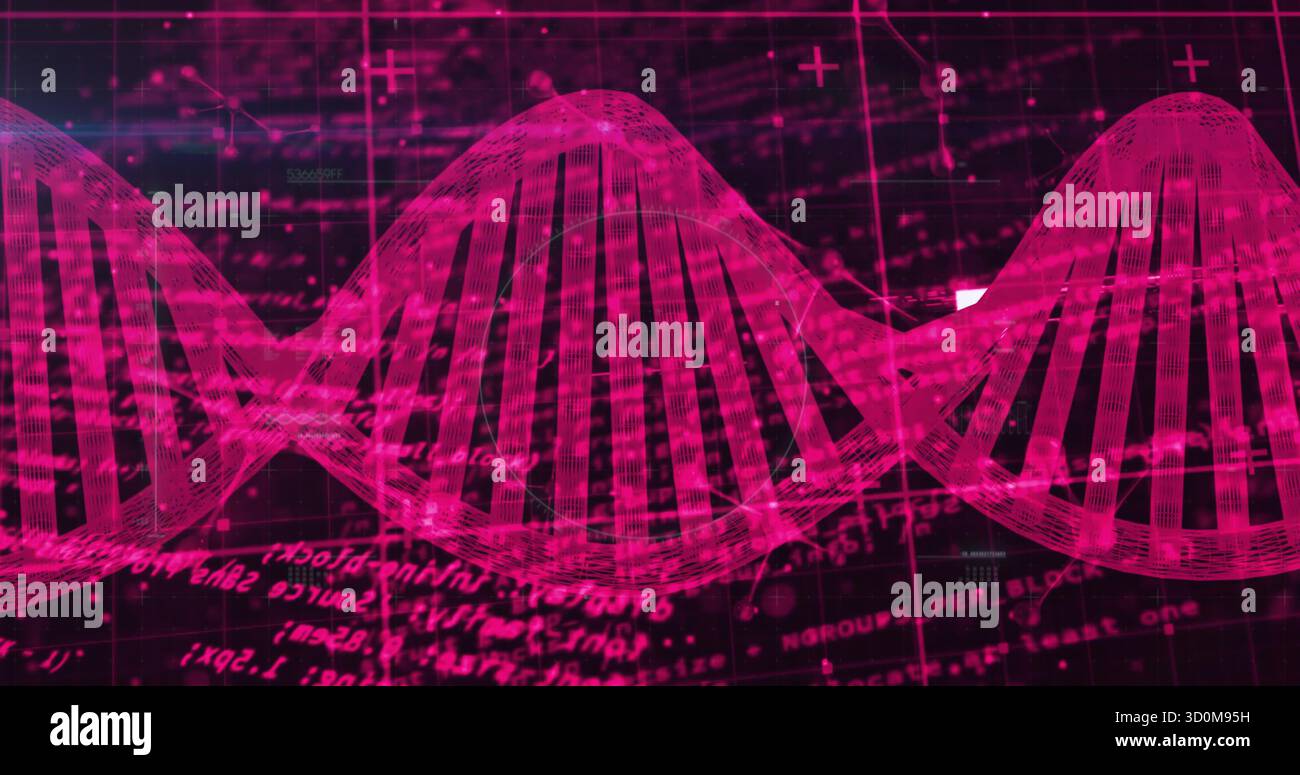 Ondulation de la double hélice ADN rose à travers l'interface, montrant les lignes de quadrillage, le code, les symboles et les points de données Banque D'Images