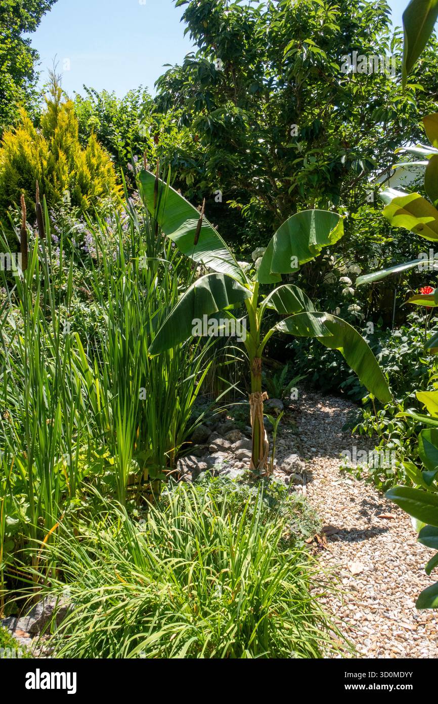 Banana Palm, Hardy Banana,Musa basjoo - plante de banane japonaise Hardy poussant à côté d'un chemin de gravier dans le Devon, Royaume-Uni Banque D'Images
