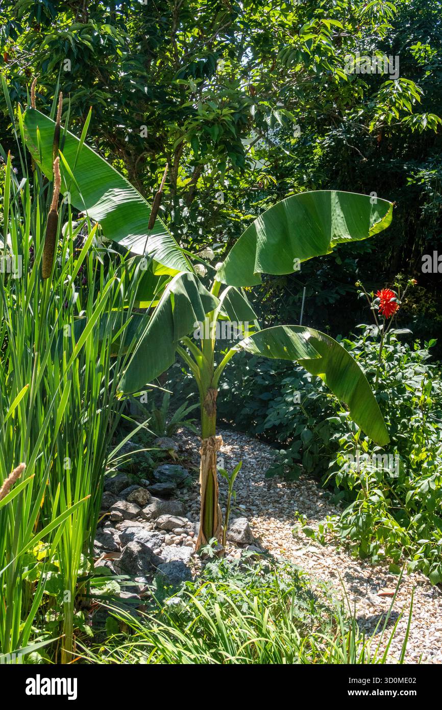 Banana Palm, Hardy Banana,Musa basjoo - plante de banane japonaise Hardy poussant à côté d'un chemin de gravier dans le Devon, Royaume-Uni Banque D'Images