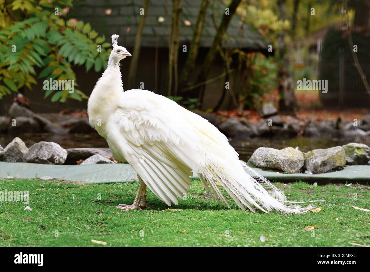 Perle indienne blanche Pavo cristatus mut. alba. Avec le Leucisme Banque D'Images