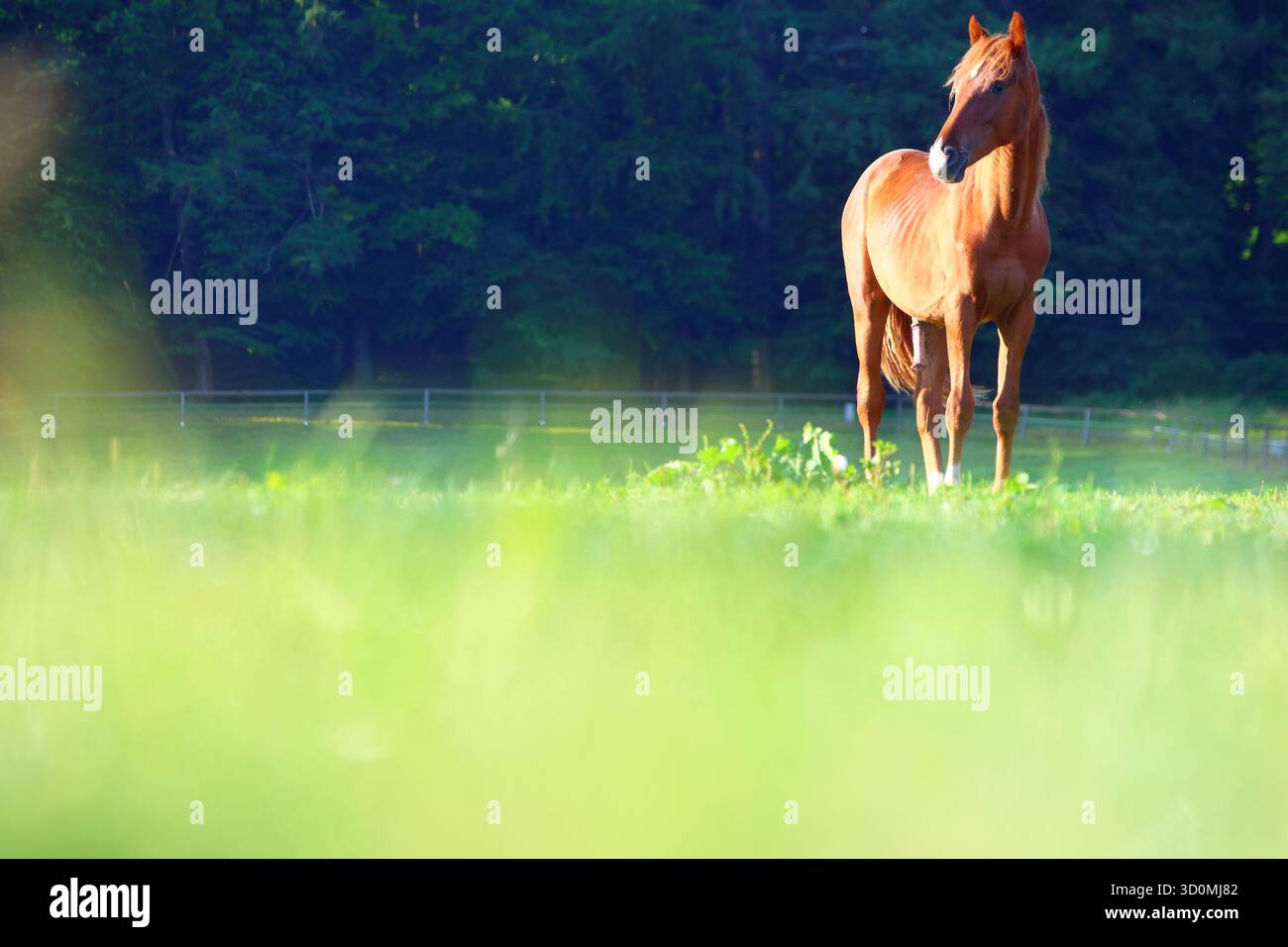 Cheval châtaignier dans un pré ensoleillé Banque D'Images