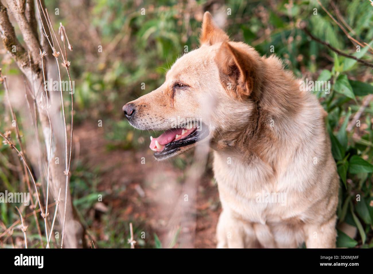 Un beau portrait d'un chien joyeux de couleur dorée couché à l'extérieur dans l'herbe de la forêt. Il regarde loin haletant joyeusement, profitant de la journée ensoleillée. Banque D'Images