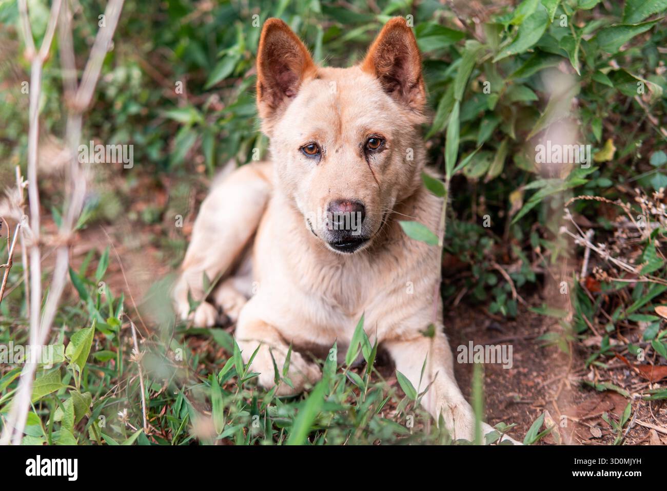 Un beau portrait d'un chien joyeux de couleur dorée couché à l'extérieur dans l'herbe de la forêt. Il regarde loin haletant joyeusement, profitant de la journée ensoleillée. Banque D'Images