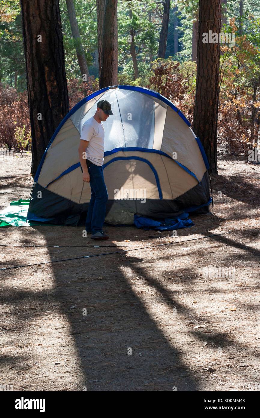 Homme campant avec tente dans la forêt pendant la lumière du jour près des pins Banque D'Images