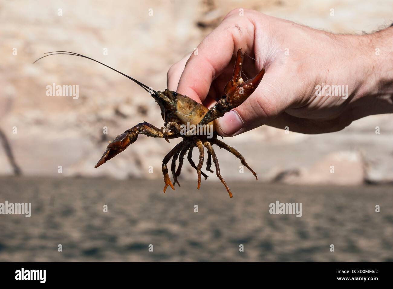 Main tenant des écrevisses vivantes au-dessus de l'eau dans un cadre extérieur Banque D'Images