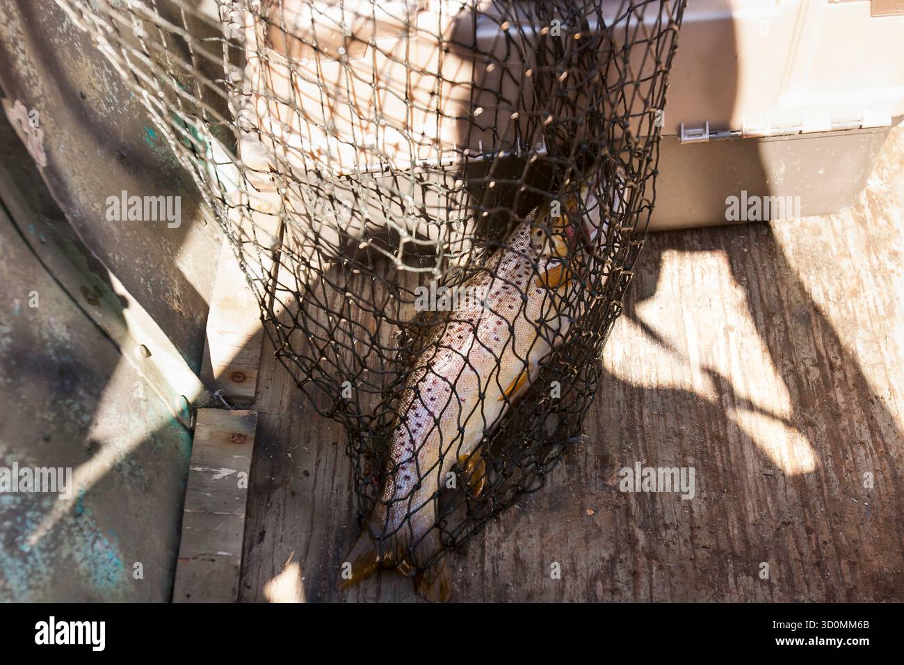 Truite brune fraîchement pêchée dans un filet sur le plancher du bateau à la lumière du soleil Banque D'Images