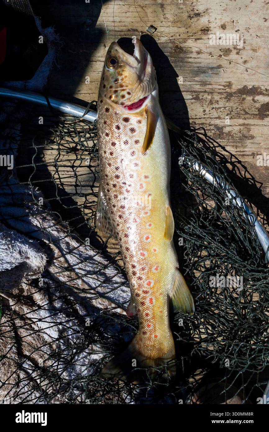 Truite brune fraîchement pêchée couchée dans un filet sur le plancher en bois du bateau Banque D'Images