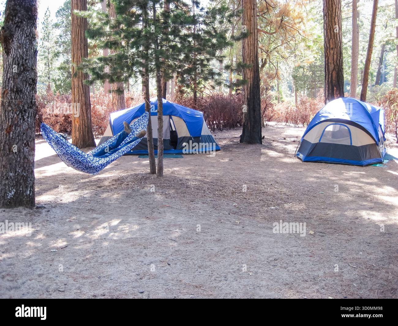 Homme se relaxant dans un hamac près de tentes dans un terrain de camping forestier Banque D'Images