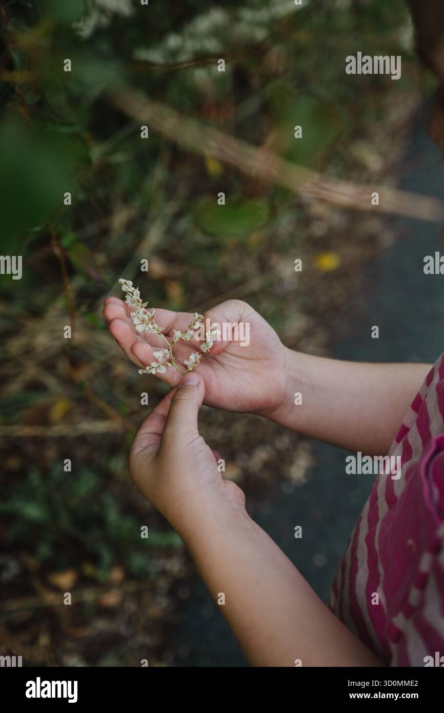 Les mains de la petite fille tenant des fleurs sauvages, explorant la nature Banque D'Images