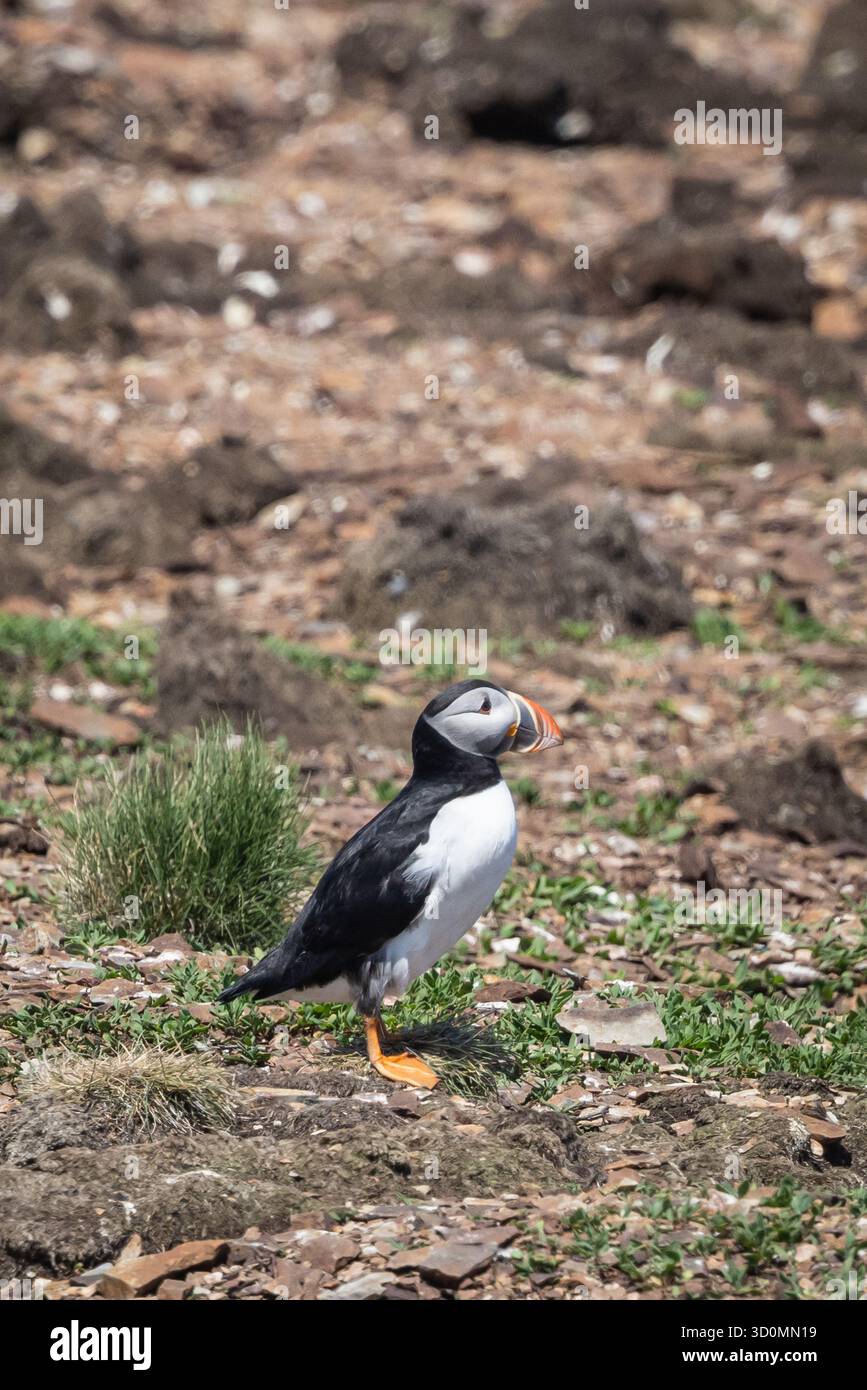 Macareux de l'Atlantique debout sur Rocky Ground près de la côte Banque D'Images