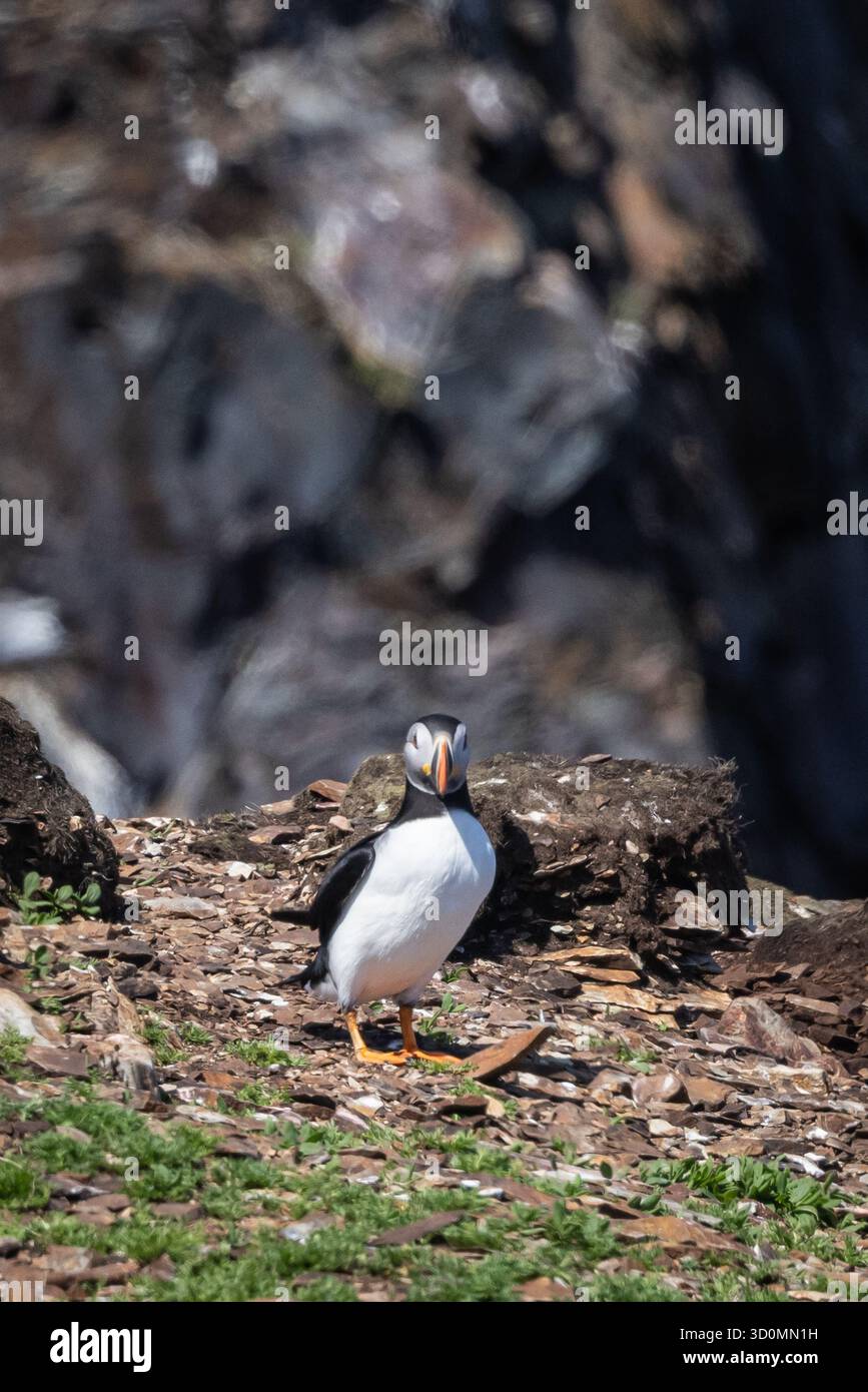 Macareux debout sur Rocky Ground Banque D'Images