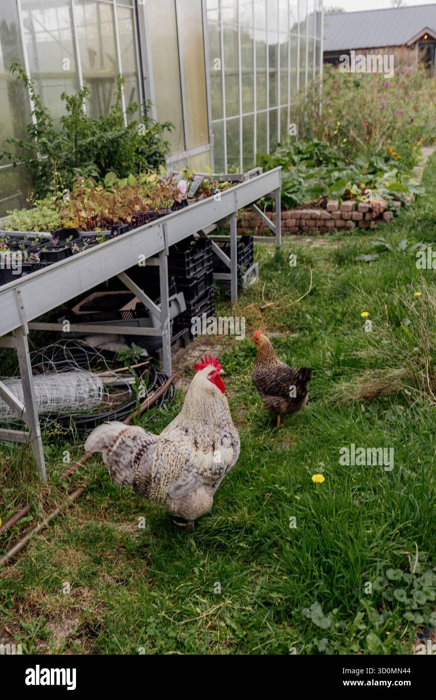 Poulets errant à côté d'un jardin de serre Banque D'Images