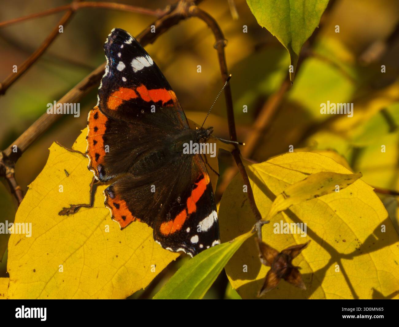 Gros plan détaillé de Red Admiral sur feuillage jaune Banque D'Images